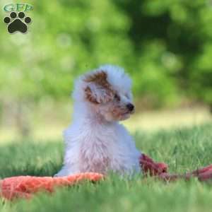 Paris, Toy Poodle Puppy