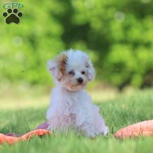 Paris, Toy Poodle Puppy