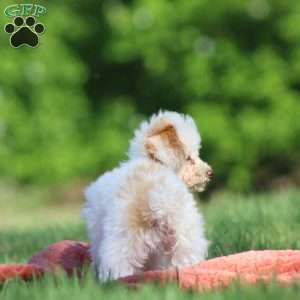 Paris, Toy Poodle Puppy