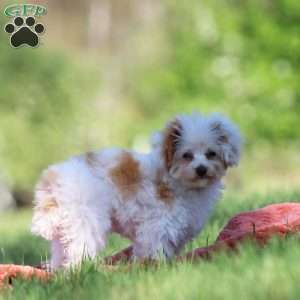 Paris, Toy Poodle Puppy