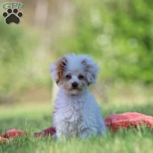 Paris, Toy Poodle Puppy