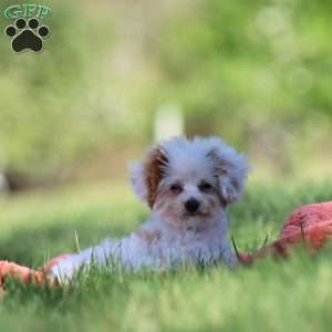 Paris, Toy Poodle Puppy