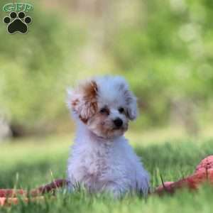 Paris, Toy Poodle Puppy