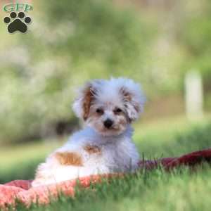 Paris, Toy Poodle Puppy