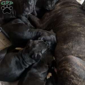 Aaliyah, Cane Corso Puppy