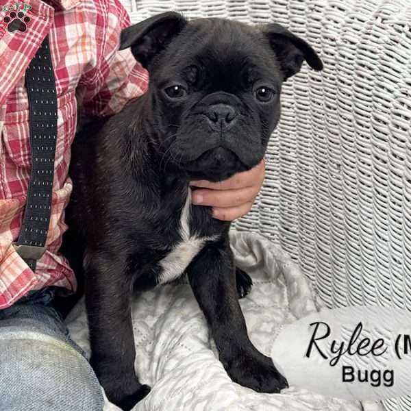 Rylee, Bugg Puppy