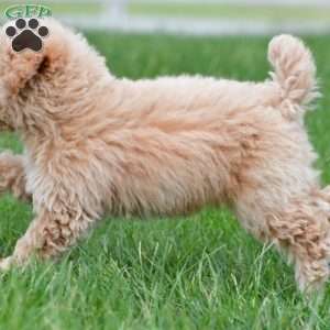 tammy, Bich-Poo Puppy