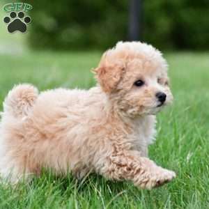 tammy, Bich-Poo Puppy