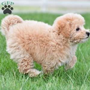 tammy, Bich-Poo Puppy