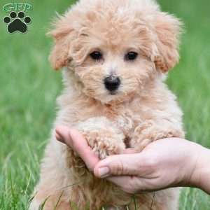 tammy, Bich-Poo Puppy