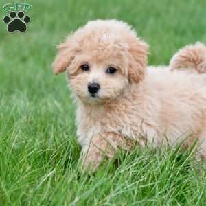 tammy, Bich-Poo Puppy