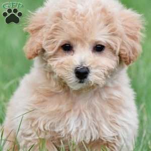 tammy, Bich-Poo Puppy