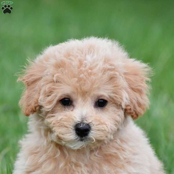 tammy, Bich-Poo Puppy