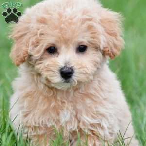 tammy, Bich-Poo Puppy