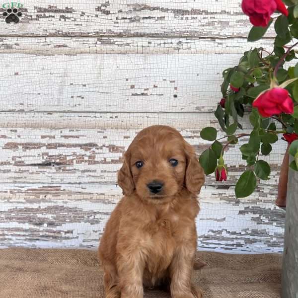 Jazzy, Mini Goldendoodle Puppy