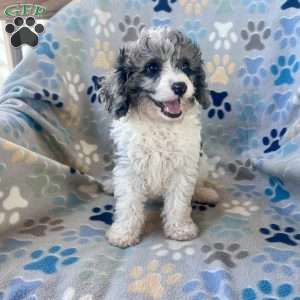 Mason, Cavapoo Puppy