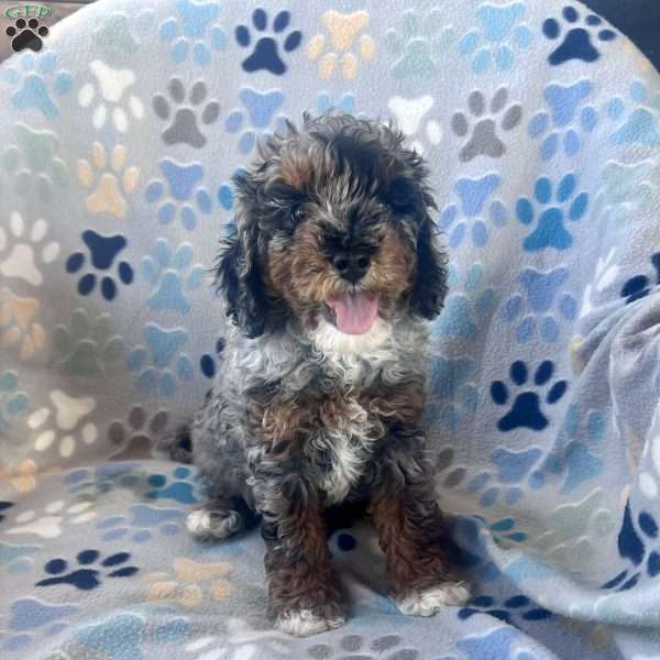 Melody, Cockapoo Puppy