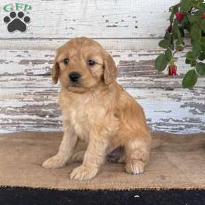 Jada, Mini Goldendoodle Puppy