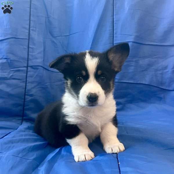 Kayla, Pembroke Welsh Corgi Puppy