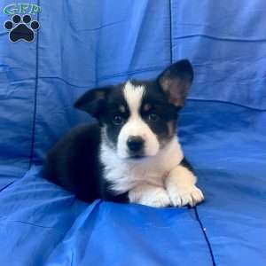 Kayla, Pembroke Welsh Corgi Puppy