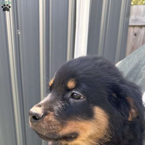 Big Belly Boi, Rottweiler Puppy