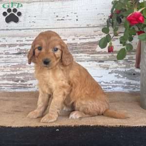 Janie, Mini Goldendoodle Puppy