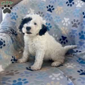 Minnie, Cockapoo Puppy