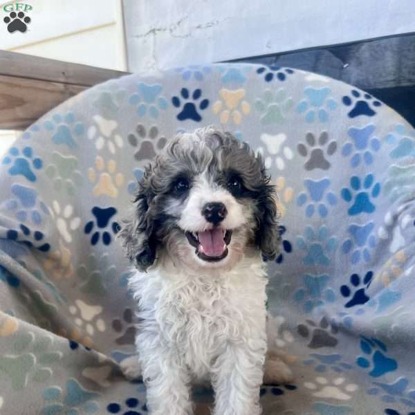 Mason, Cavapoo Puppy