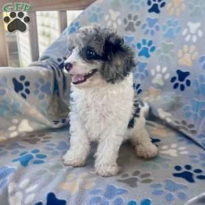 Mason, Cavapoo Puppy