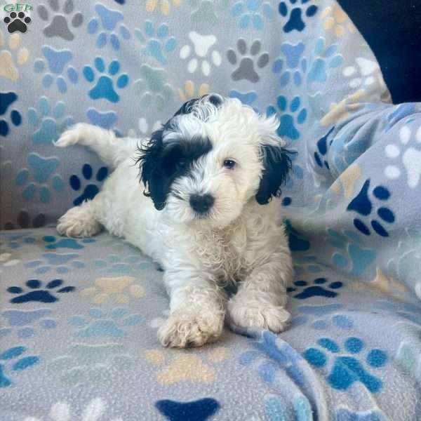 Minnie, Cockapoo Puppy