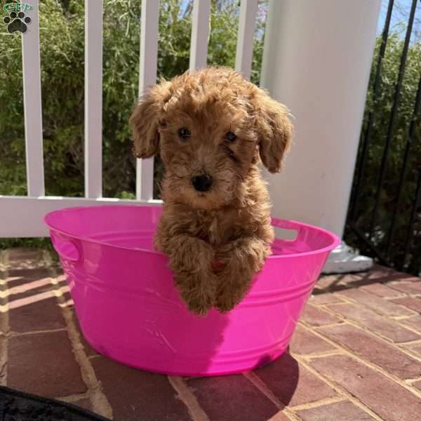 Kiara, Mini Goldendoodle Puppy