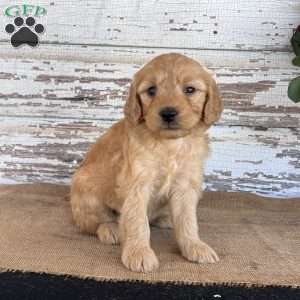 Jada, Mini Goldendoodle Puppy