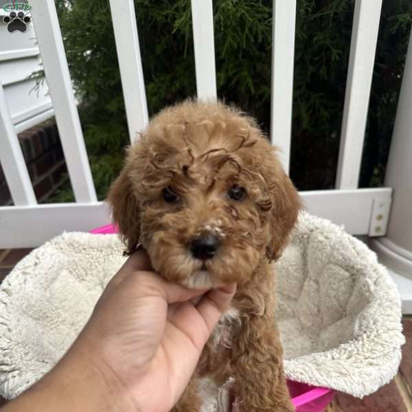 Simba, Mini Goldendoodle Puppy