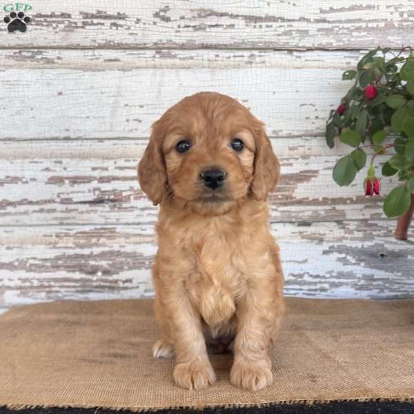 Jenna, Mini Goldendoodle Puppy