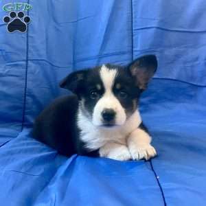 Kayla, Pembroke Welsh Corgi Puppy