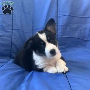 Kayla, Pembroke Welsh Corgi Puppy