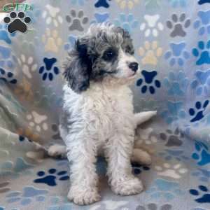 Mason, Cavapoo Puppy