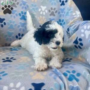 Minnie, Cockapoo Puppy