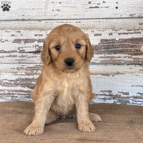 Jada, Mini Goldendoodle Puppy