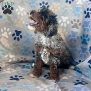 Melody, Cockapoo Puppy