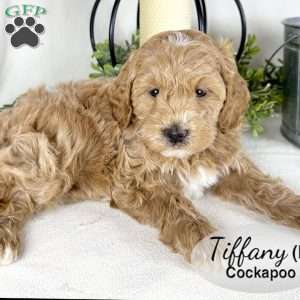 Tiffany, Cockapoo Puppy
