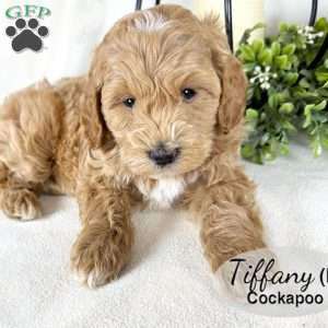 Tiffany, Cockapoo Puppy