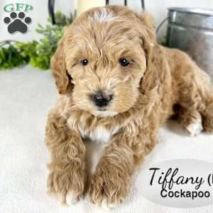 Tiffany, Cockapoo Puppy