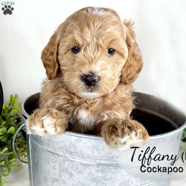 Tiffany, Cockapoo Puppy