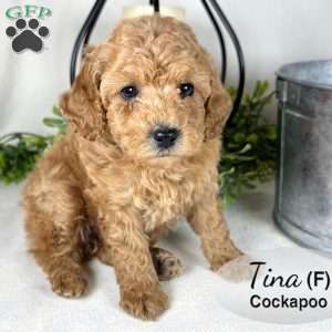 Tina, Cockapoo Puppy