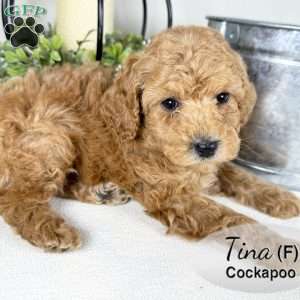 Tina, Cockapoo Puppy