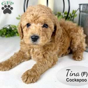 Tina, Cockapoo Puppy