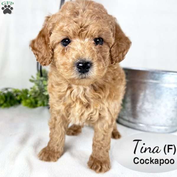Tina, Cockapoo Puppy