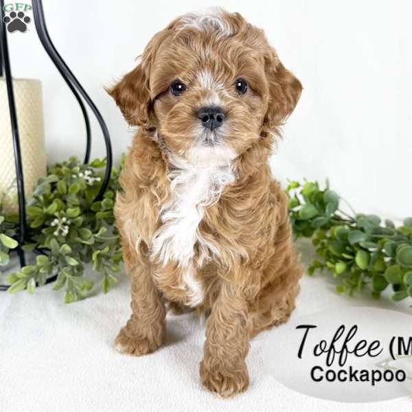 Toffee, Cockapoo Puppy
