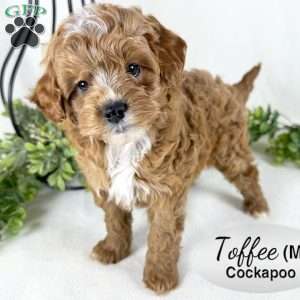 Toffee, Cockapoo Puppy